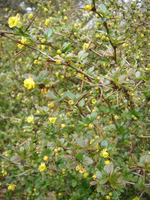 Berberis x hybrido-gagnepainii 'Red Jewel' P12